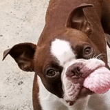 Entry image for Butterbean 