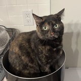 Entry image for Apple