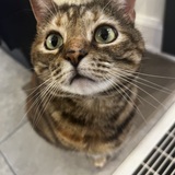 Entry image for Sammy