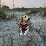 Entry image for Willow