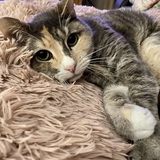 Entry image for Reese