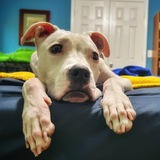 Entry image for Spirit 