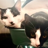 Entry image for Chaplin & Harvey Dent