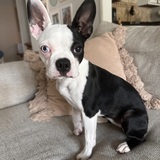 Entry image for Leila