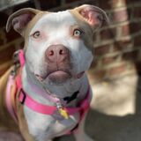 Entry image for Bessie