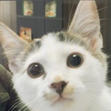 Entry image for Dali