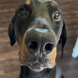 Entry image for Bryson