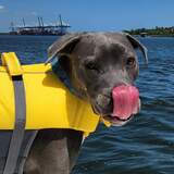 Entry image for Bleu