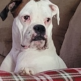 Entry image for Kami