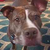 Entry image for Louie