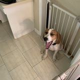 Entry image for Biscuit 