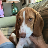 Entry image for Lizzy