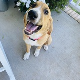 Entry image for Shelby 