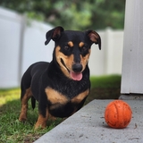 Entry image for Dexter