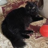 Entry image for Dracula