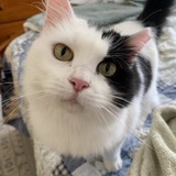 Entry image for whisper