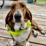 Entry image for Willie