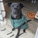 Entry image for Rasta