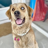 Entry image for Millie