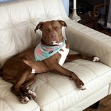 Entry image for Potato