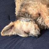 Entry image for Chachi