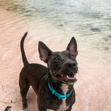 Entry image for Buster