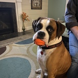 Entry image for Tater Tot