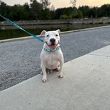 Entry image for Pablo