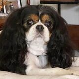 Entry image for Charlie