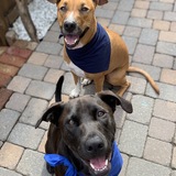 Entry image for Gunther and Farley