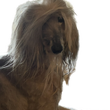 Entry image for Halo