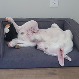 Entry image for Buster