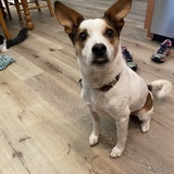 Entry image for Chewy