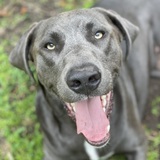 Entry image for Marclee