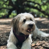 Entry image for Cookie