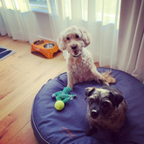 Entry image for Lucy and Griffin