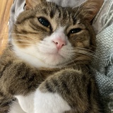 Entry image for Winter Biscuits