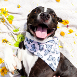 Entry image for Poncho Hughes