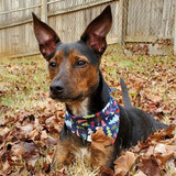 Entry image for Bailey