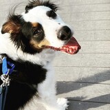 Entry image for Jethro