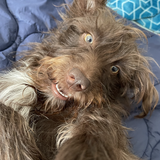 Entry image for Hershey Murray