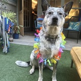 Entry image for Keoki George