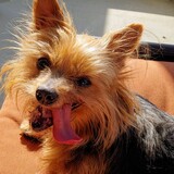 Entry image for Roxy