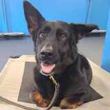 Entry image for Phoenix