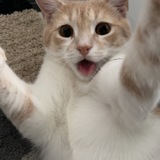 Entry image for Oaty