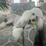 Entry image for Napoleon