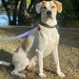 Entry image for Oshi