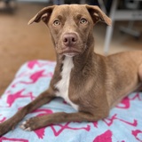 Entry image for Koa Grace 