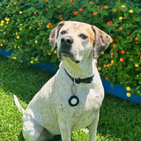 Entry image for Copper