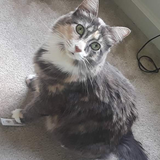 Entry image for Lexi